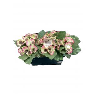 Jardinière de pensées